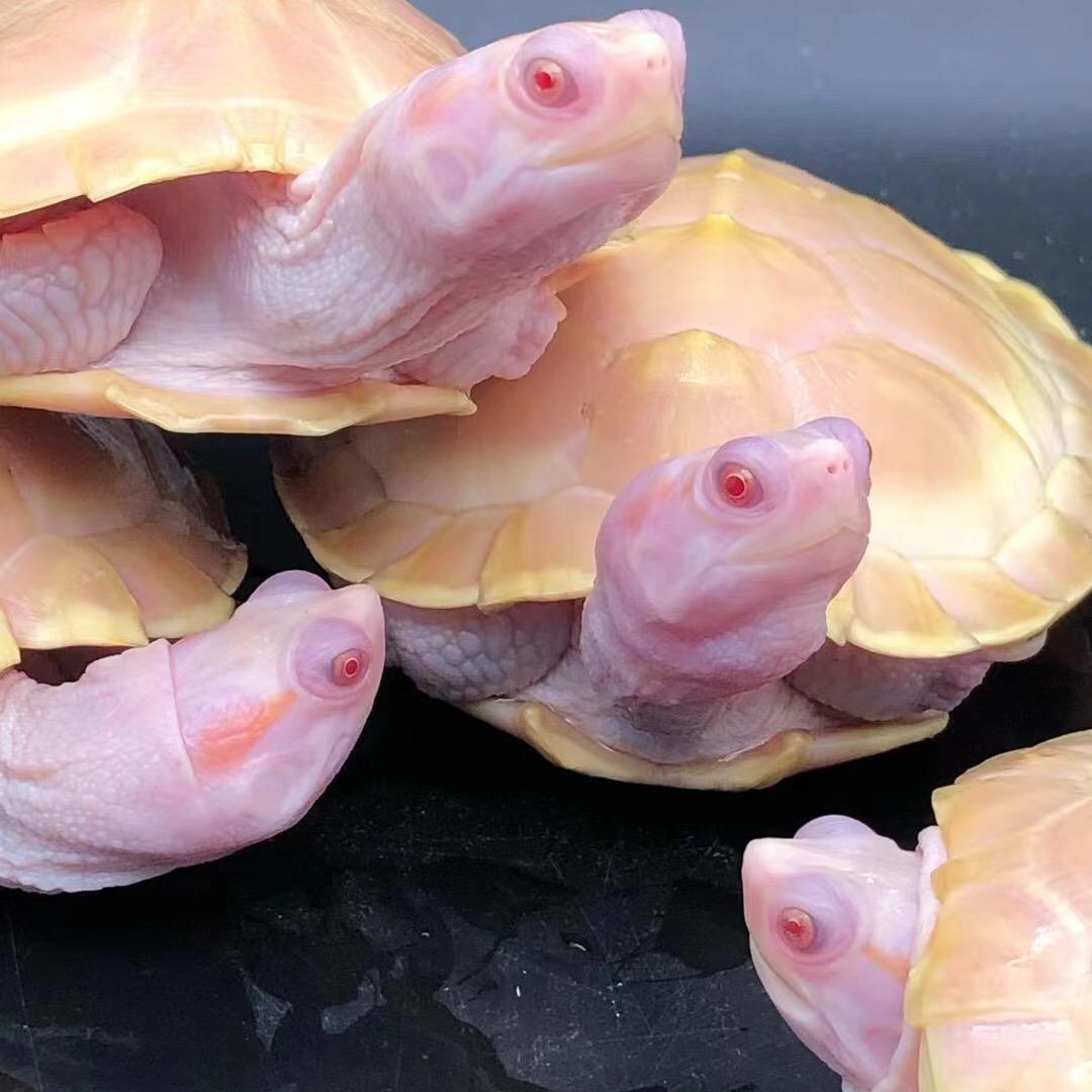 家昊龟宠