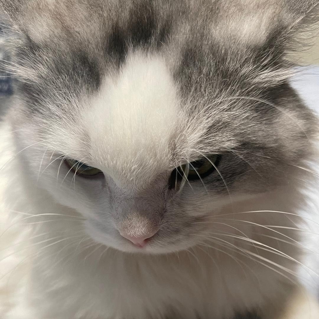 纯欲性感母蟑螂