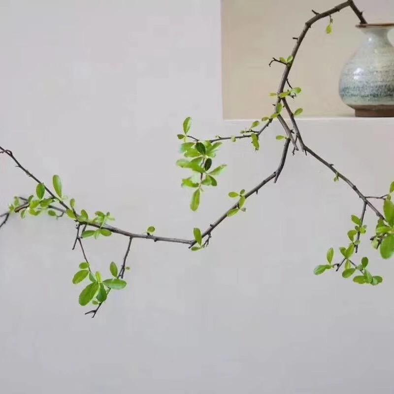 柠檬🍋树