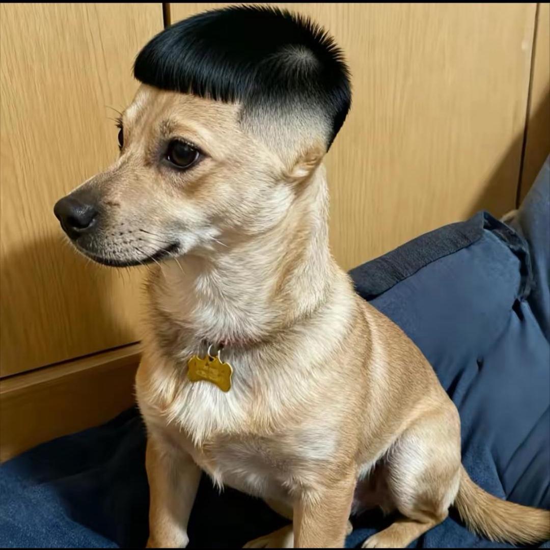 你的刘枫