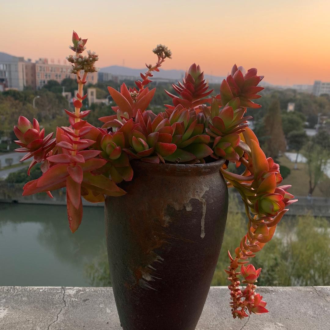 梅家的小花园（橱窗）