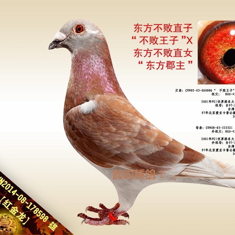 老金赛翔信鸽