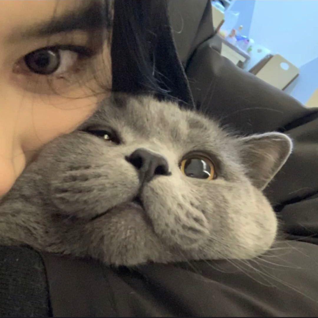 想睡觉的板栗