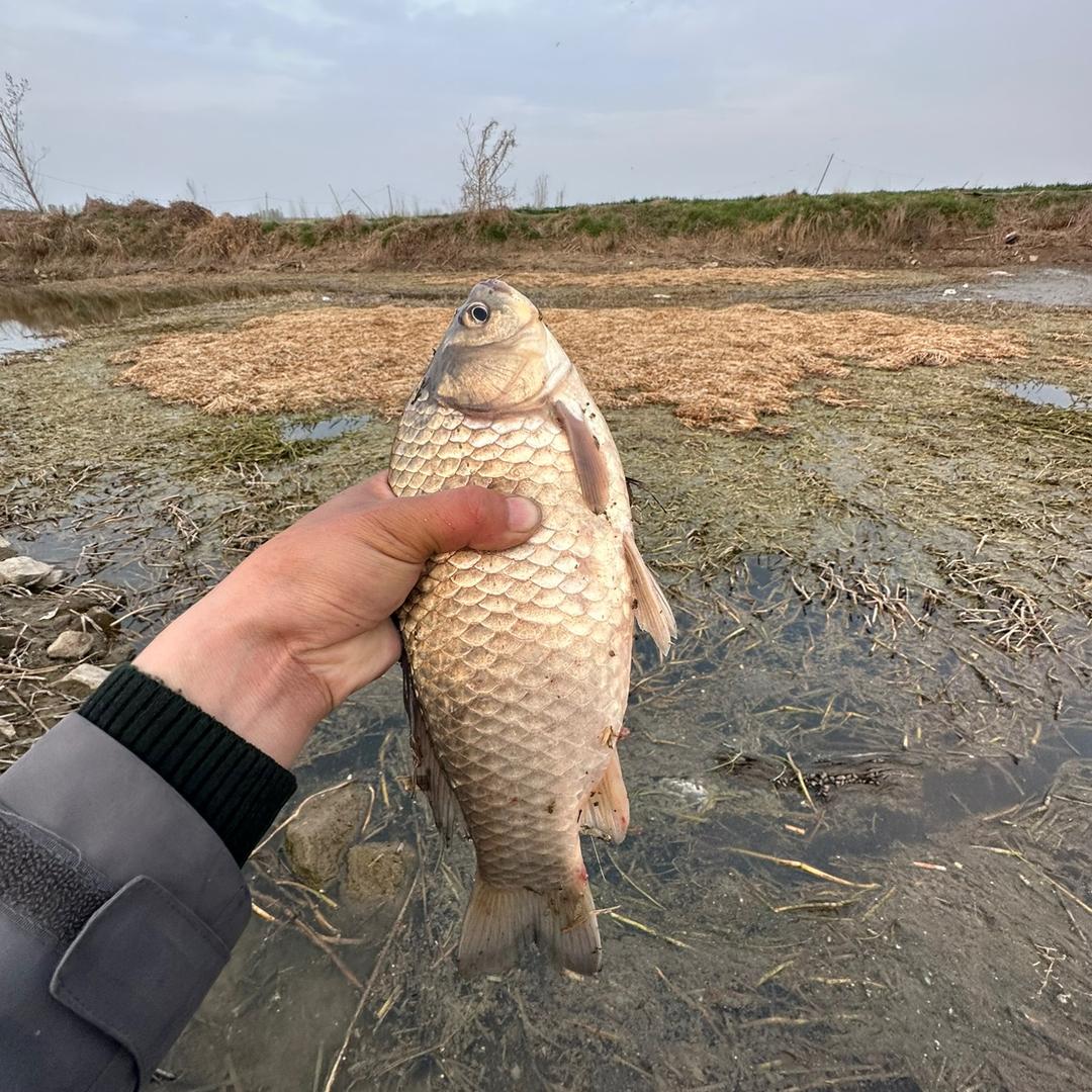 野钓小沈