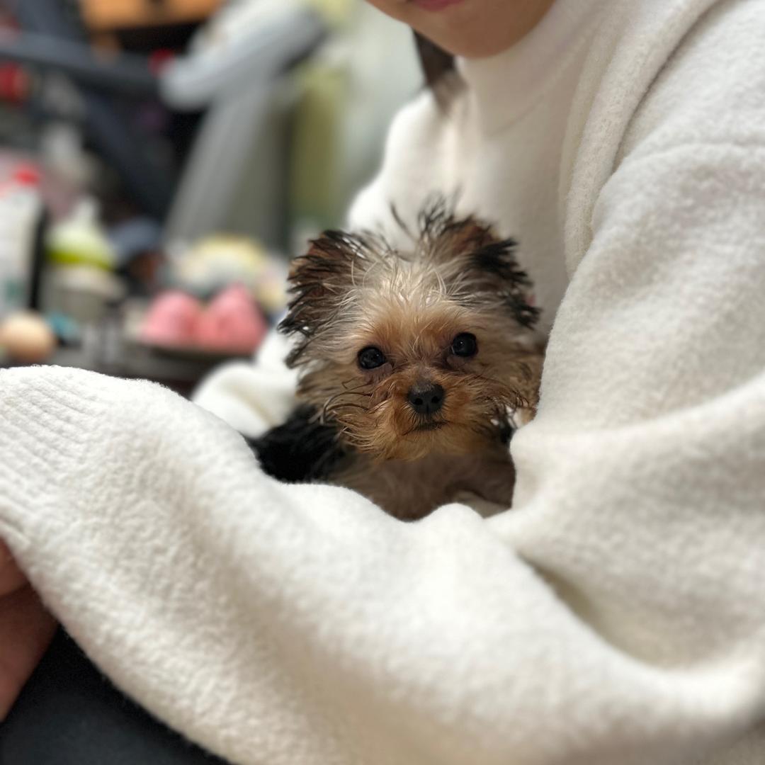 学霸是只约克夏