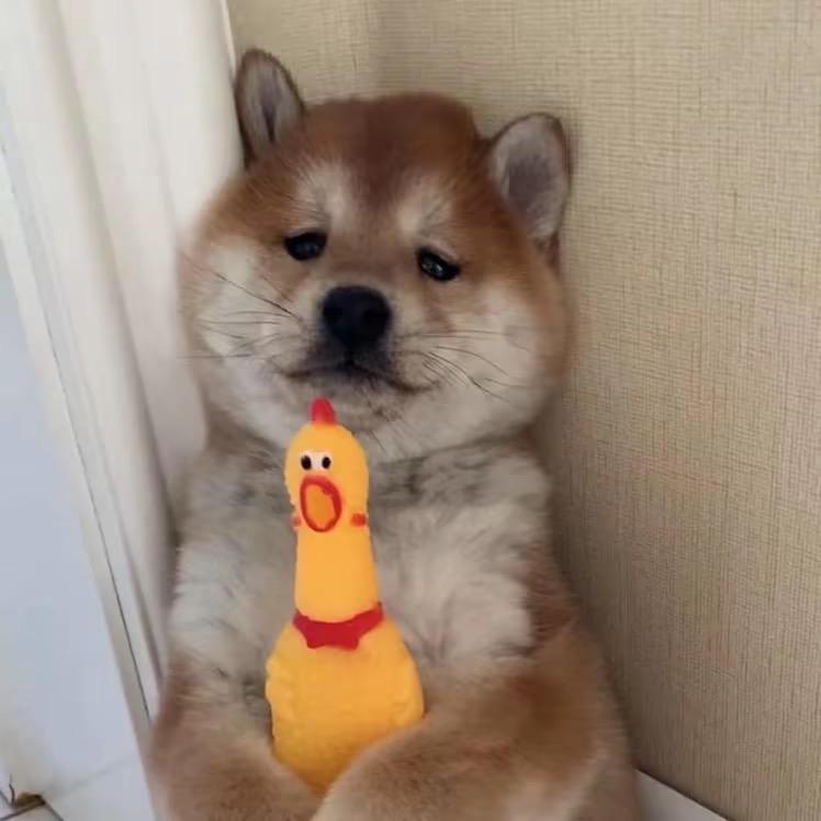 集美庄柴犬犬舍