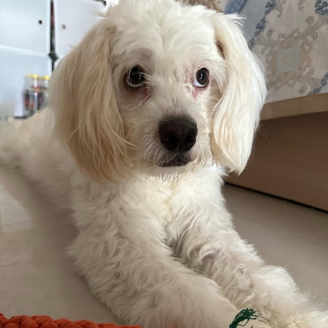 汪汪🐕