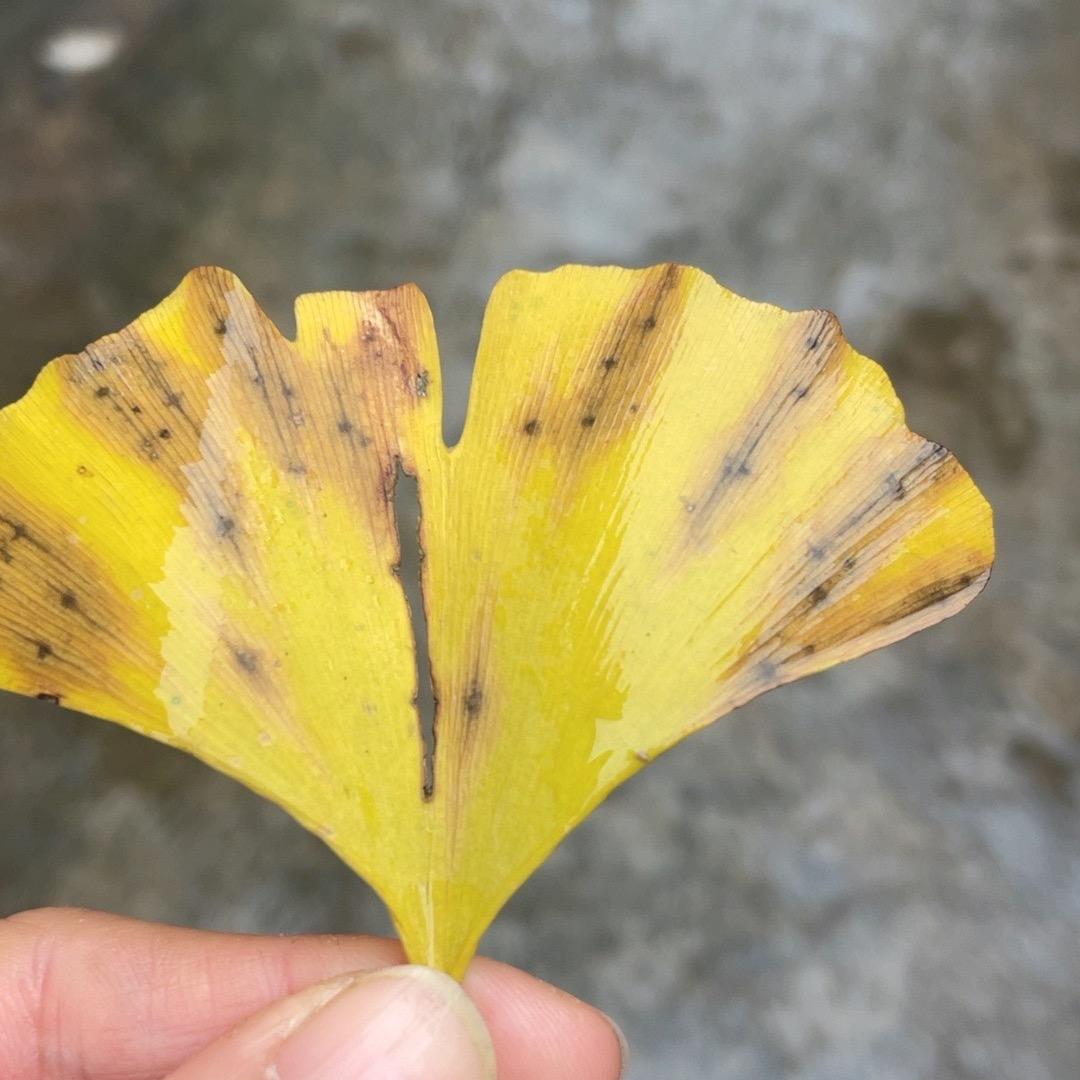 赵夕相伴❤️❤️