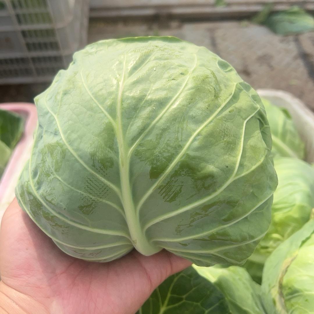 邯郸甄凯（甄绿产品）代发全国甘蓝
