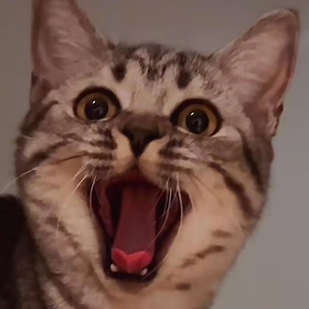 猫仔何必咧