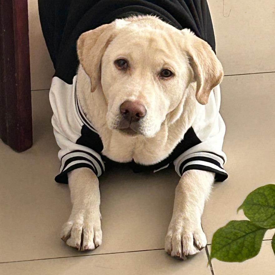 辣条辣条🐶