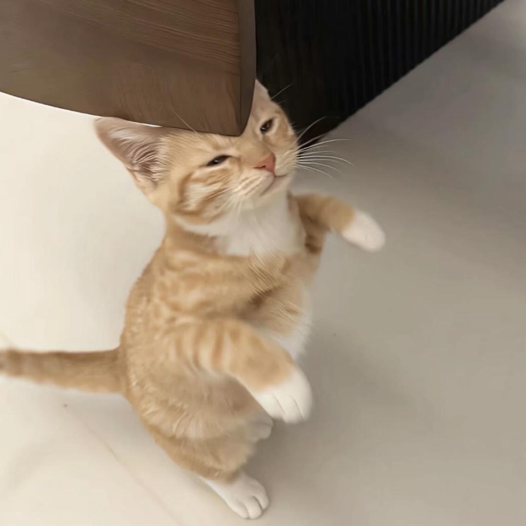 小逸不吃鱼🐟