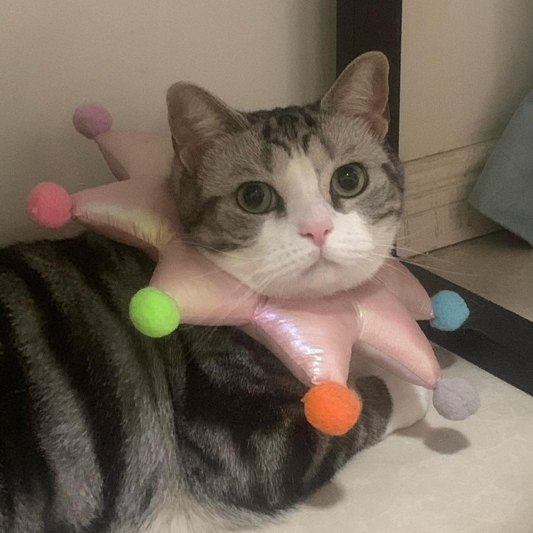 发财小猫