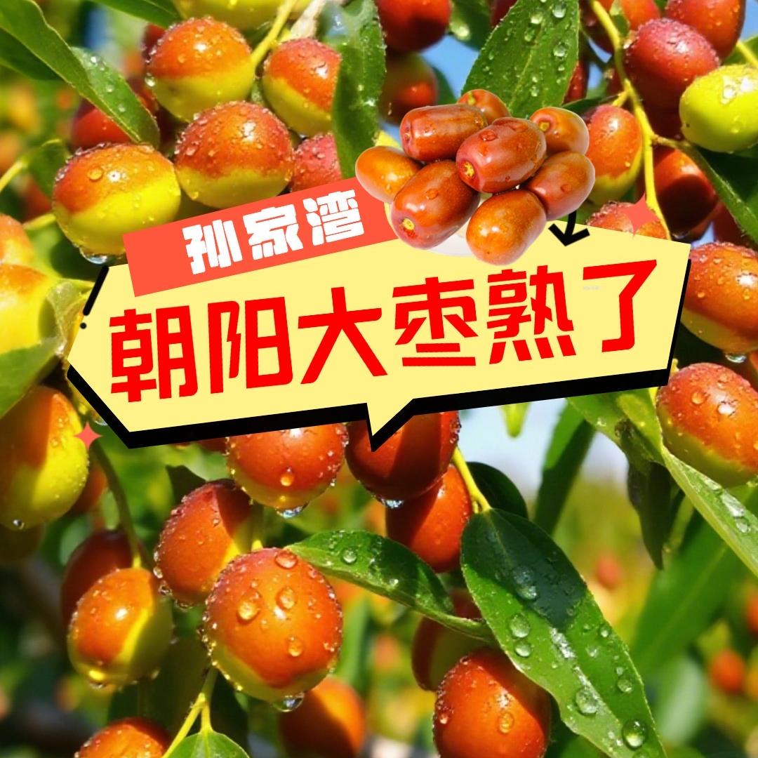 朝阳大枣小何大枣果园