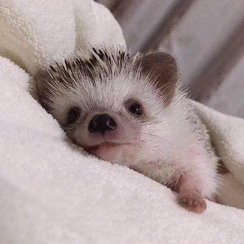 Contact（秋秋助理）