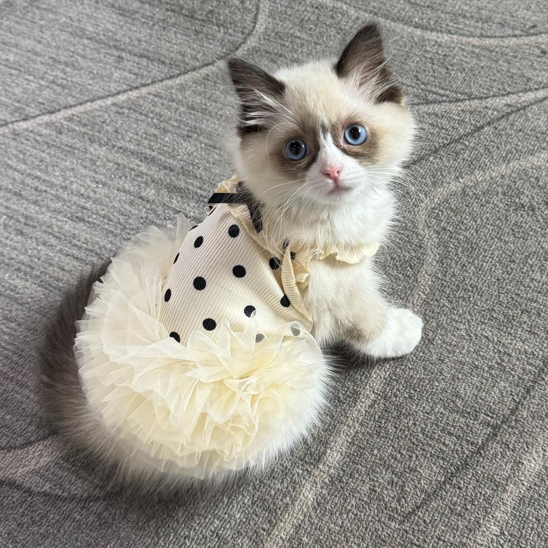 贝壳🐚