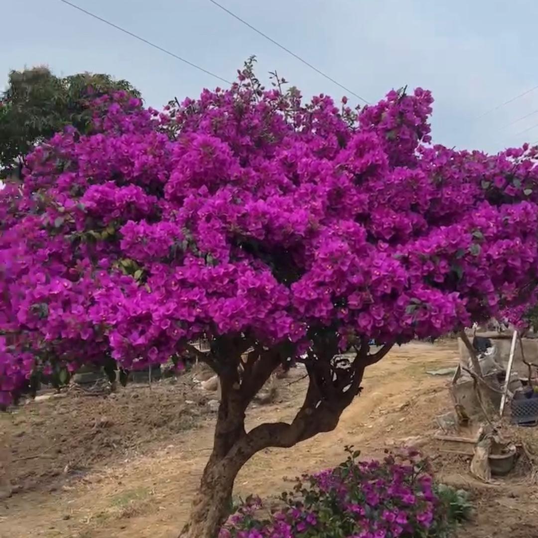 黑人哥好物分享