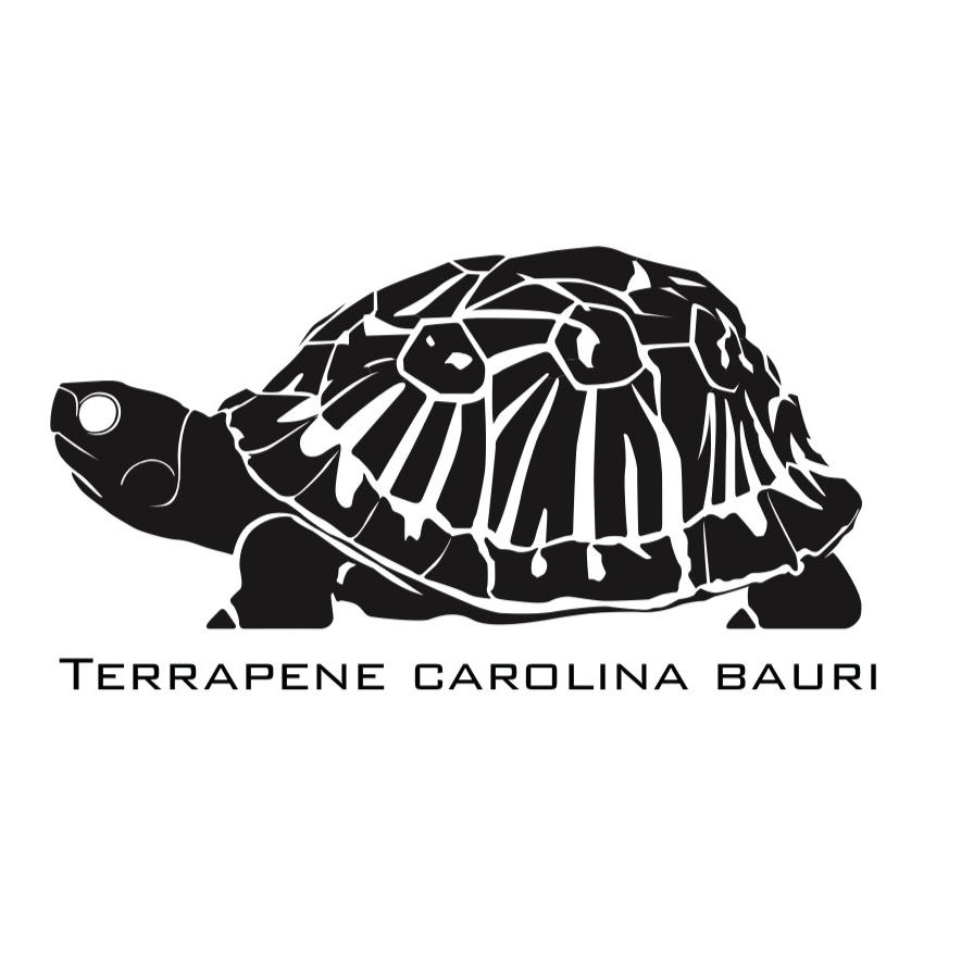 佛系养龟日记📖🐢🐢