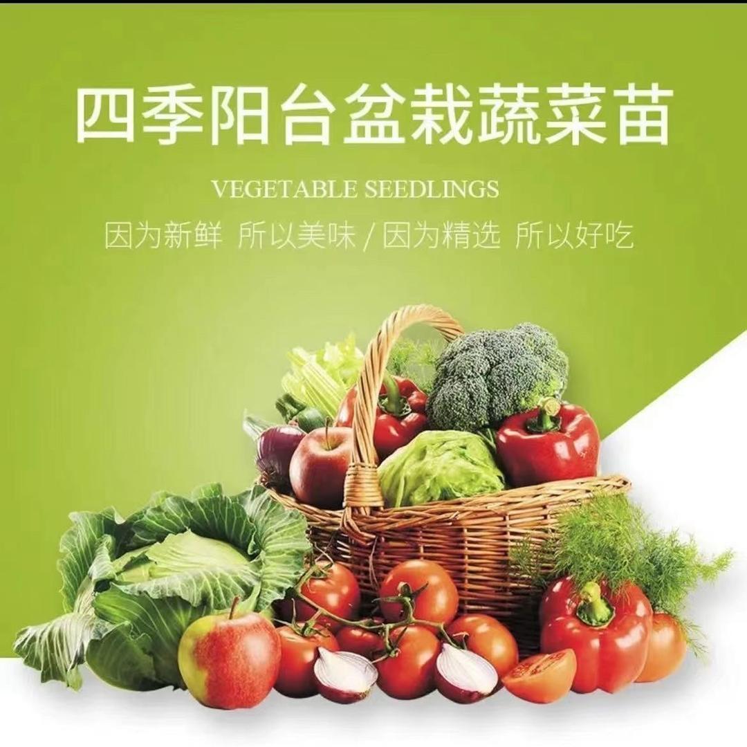 四季蔬菜种苗