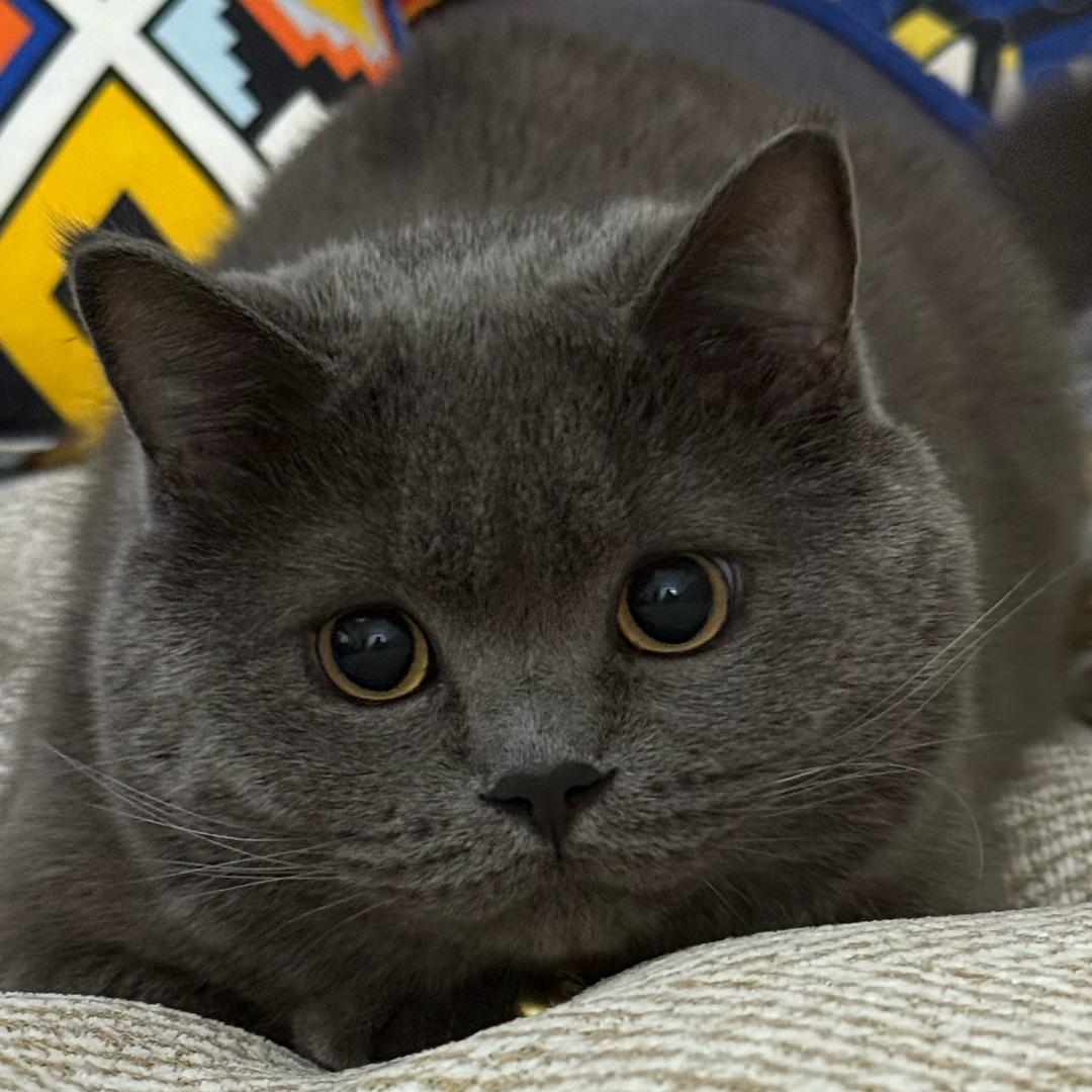 嘿！我要走了🥕