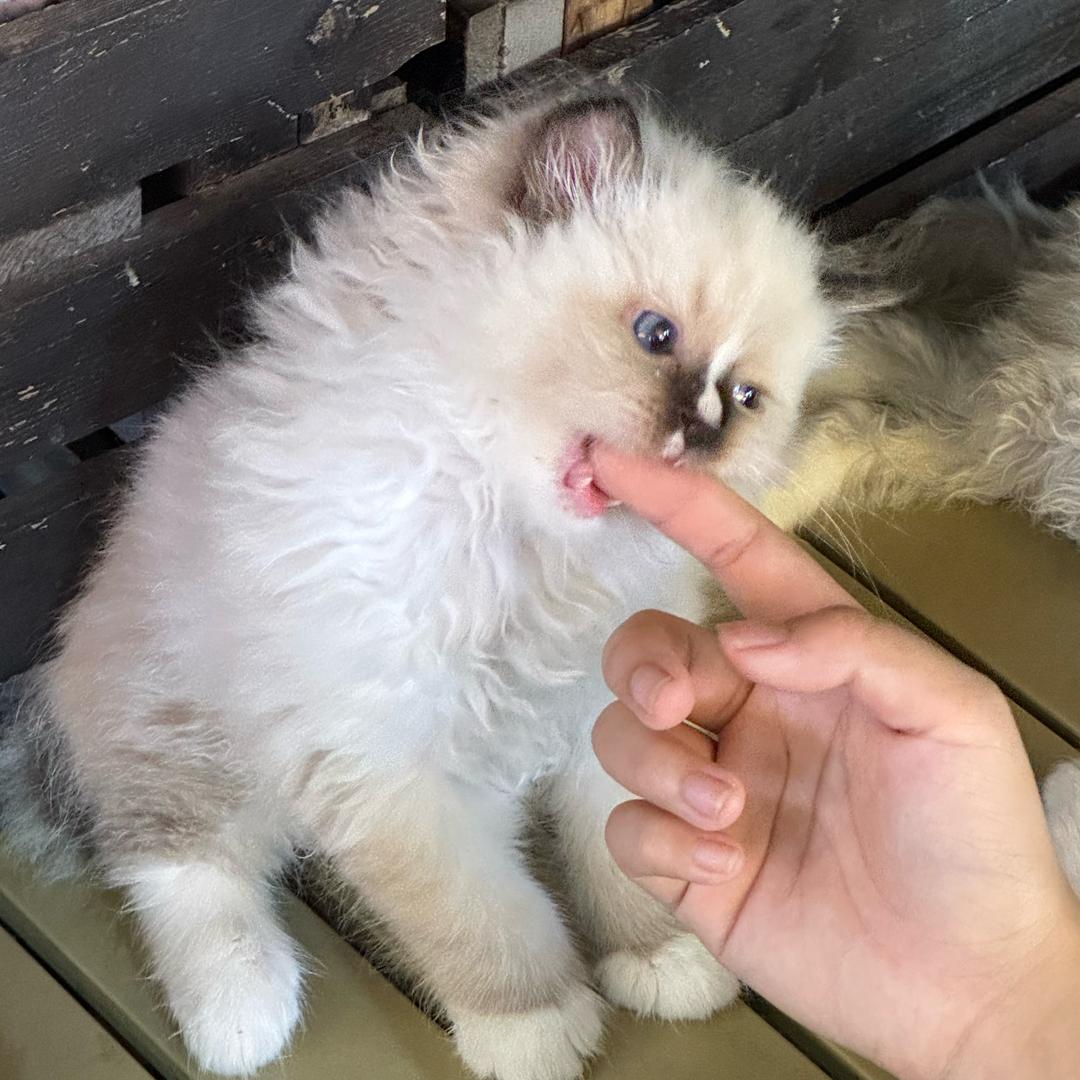 𝖆𝖚𝖙𝖍𝖔𝖗𝖎𝖓𝖌