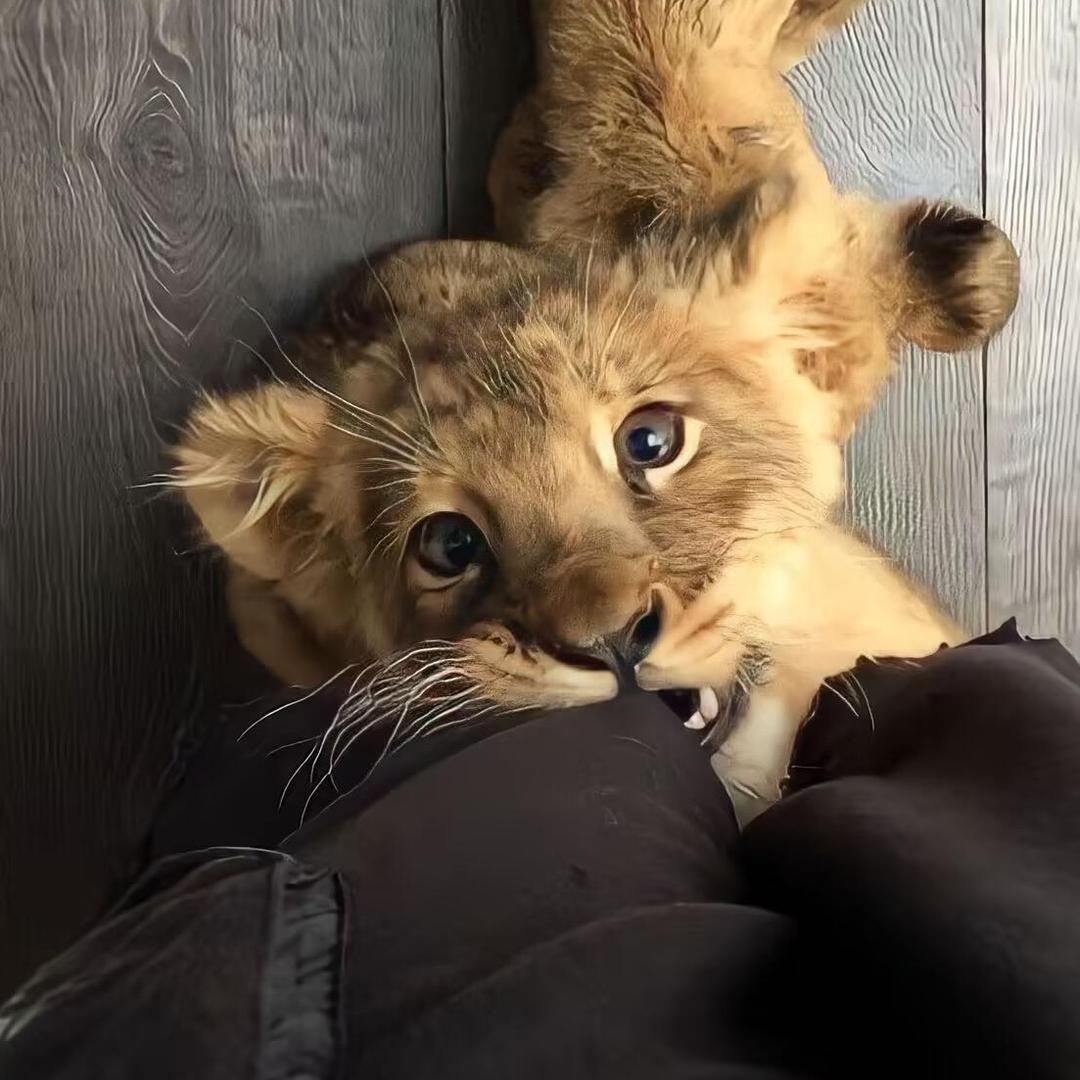 豹豹🐆