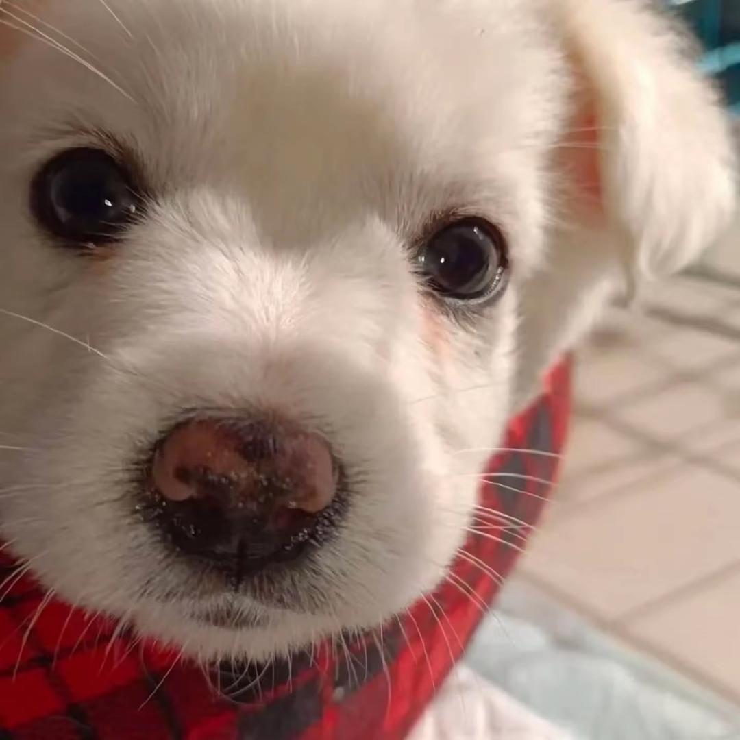 肿么肥四（看见我在线请让我去学习！）