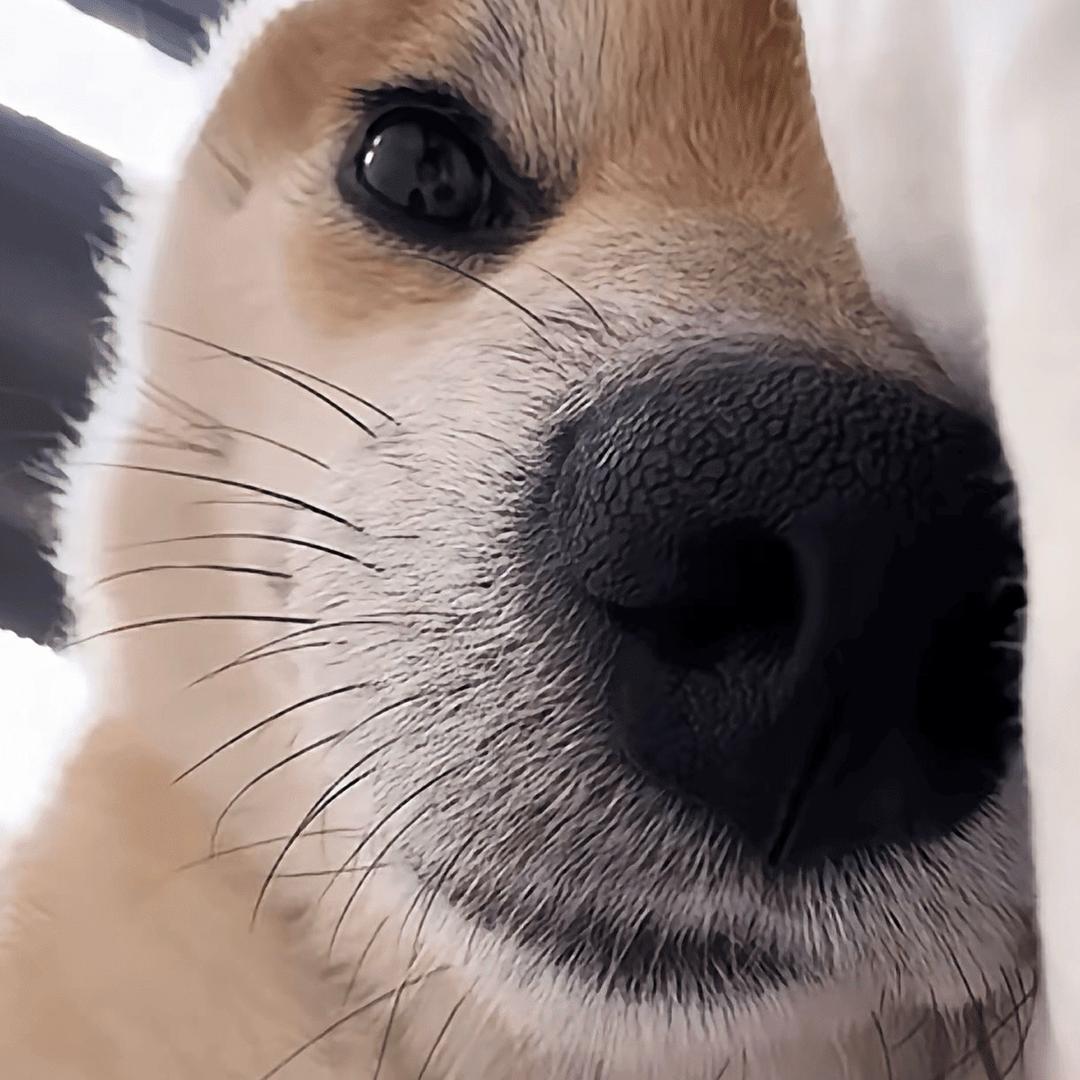 净