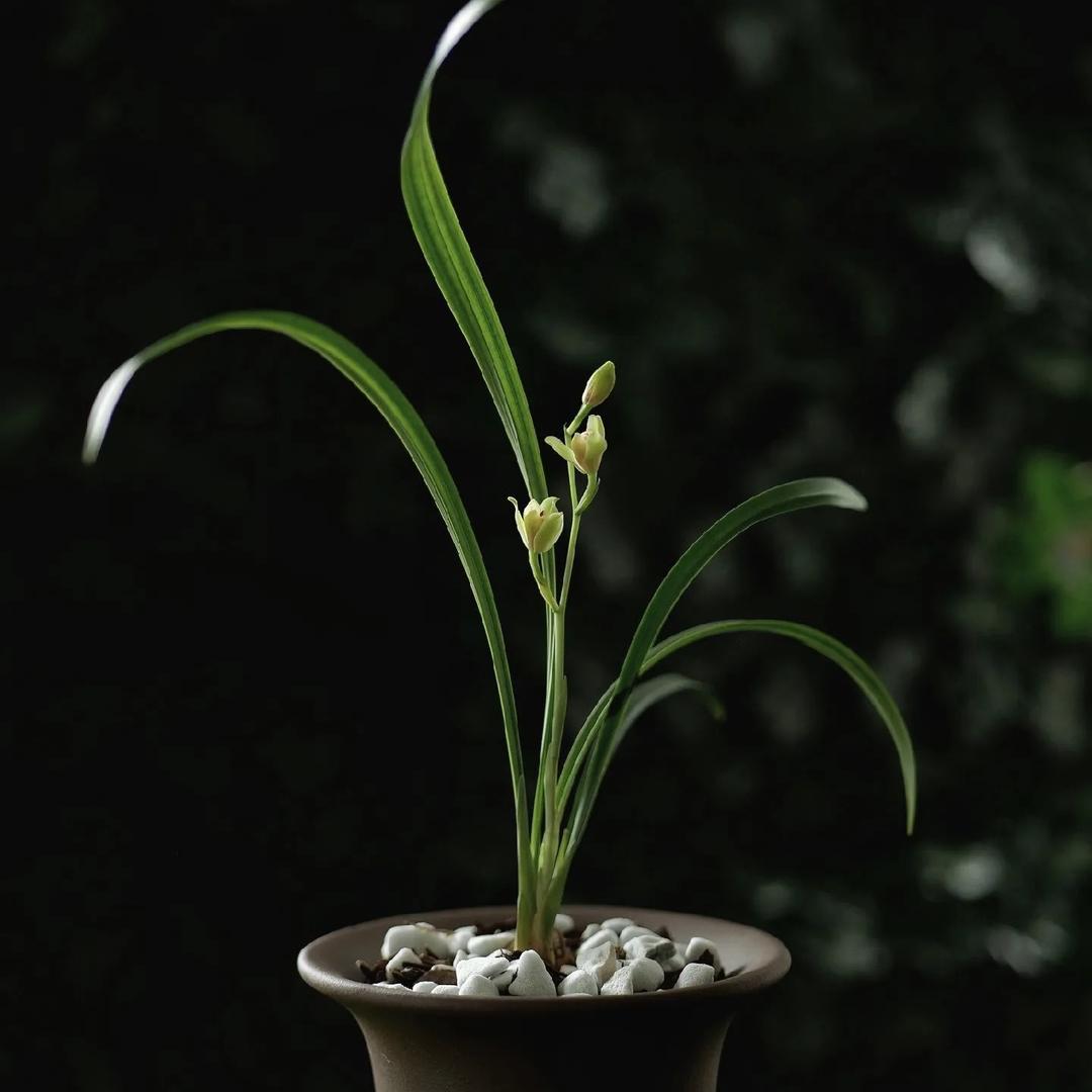 星瑶发饰