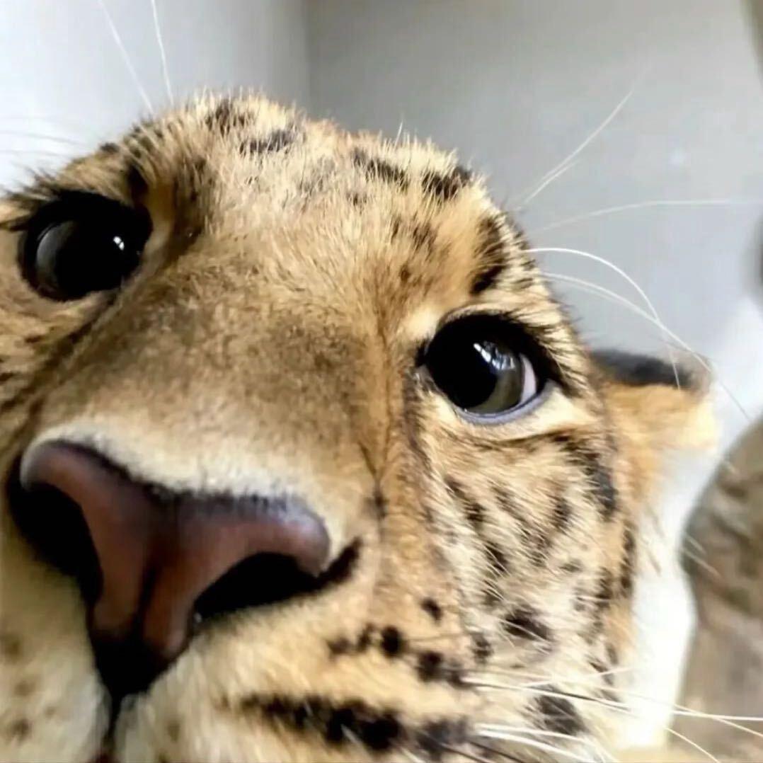 鱼鱼_