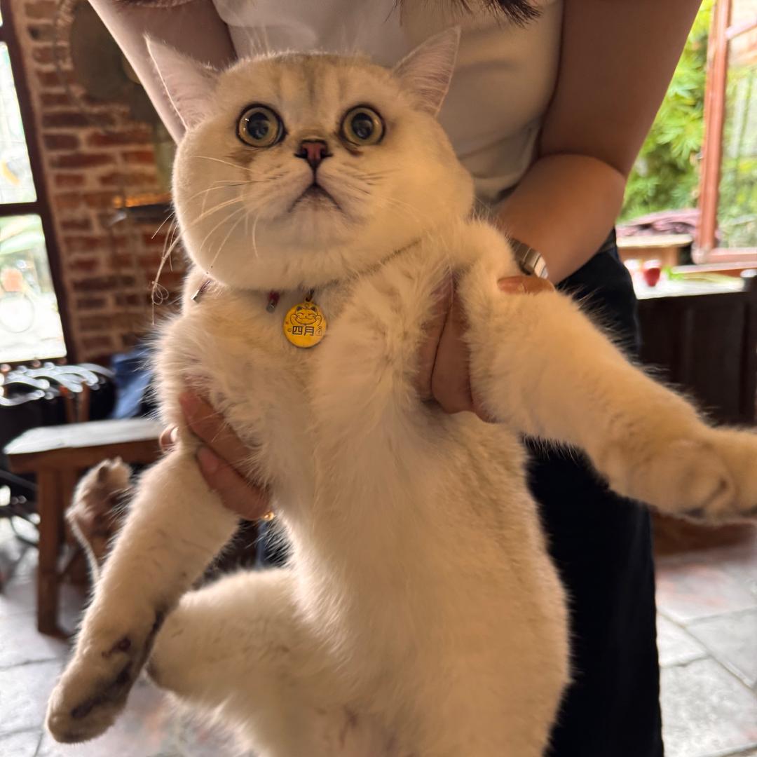 香蕉你个不呐呐