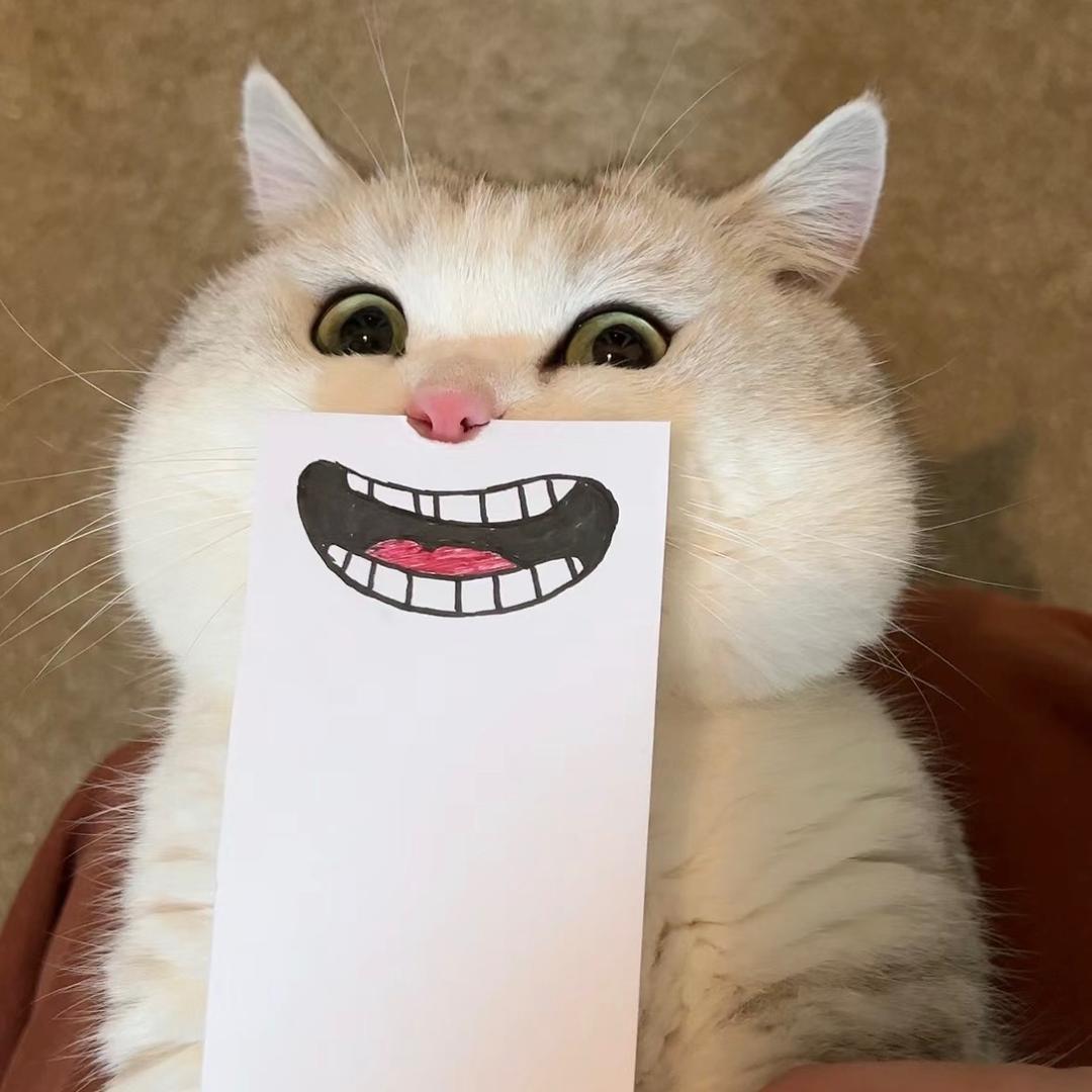 没有小猫