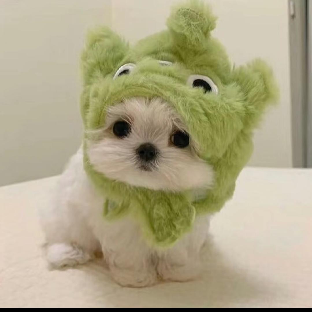 聚缘珍品牙骨角