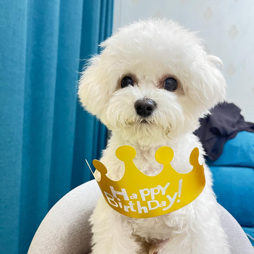 好运是只小比熊🐻