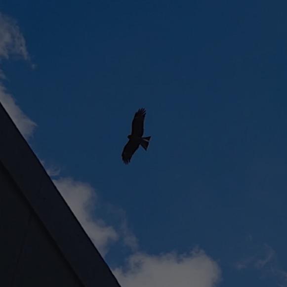 Gaviota
