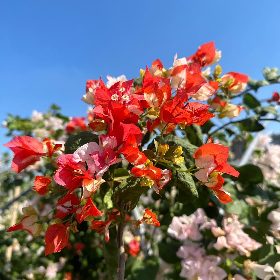 宝利花卉严选