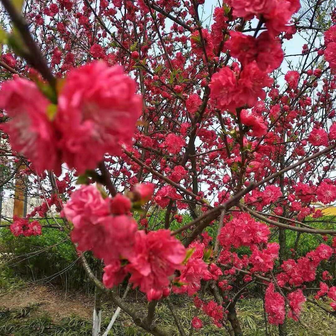 年年好运来，拒绝私聊