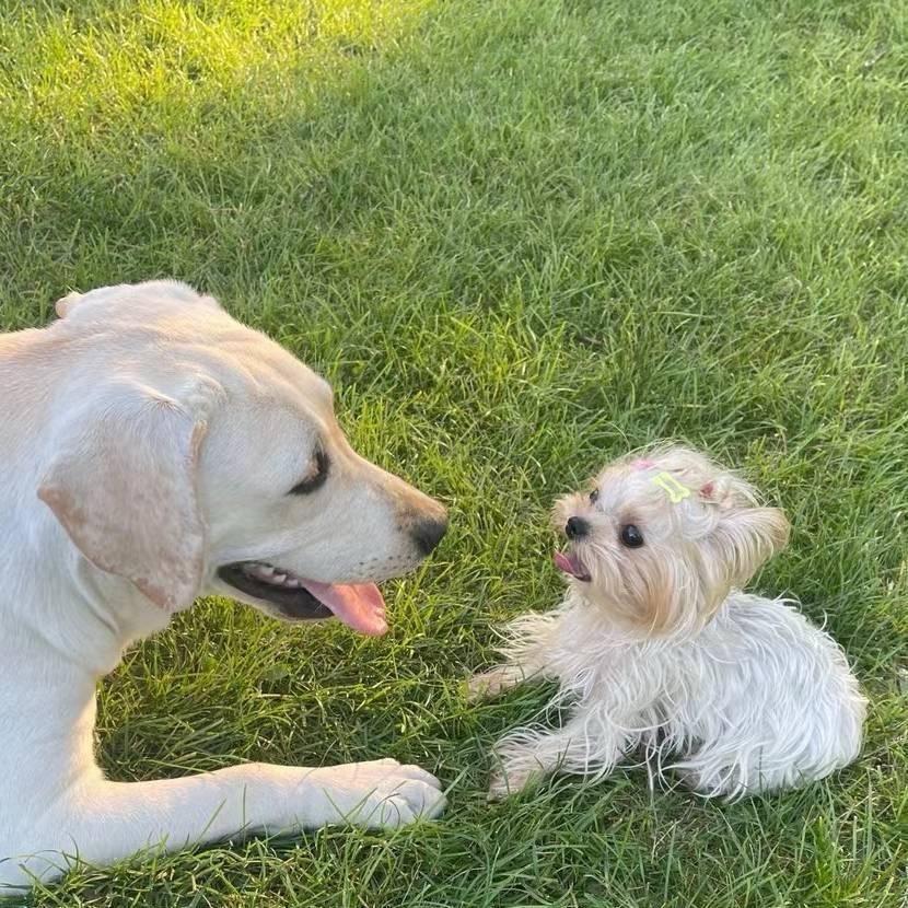 BoBo约克夏犬舍