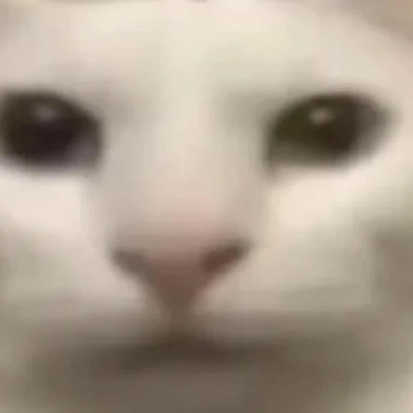 天天笑到到处喵喵