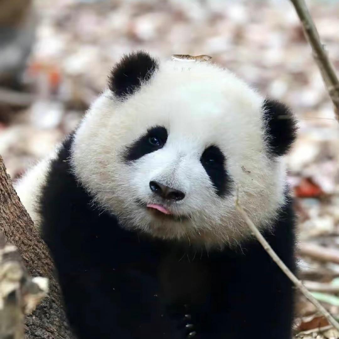 老林爱熊猫