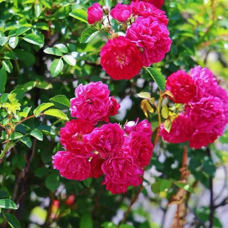 用户3982037912216梦幻人生