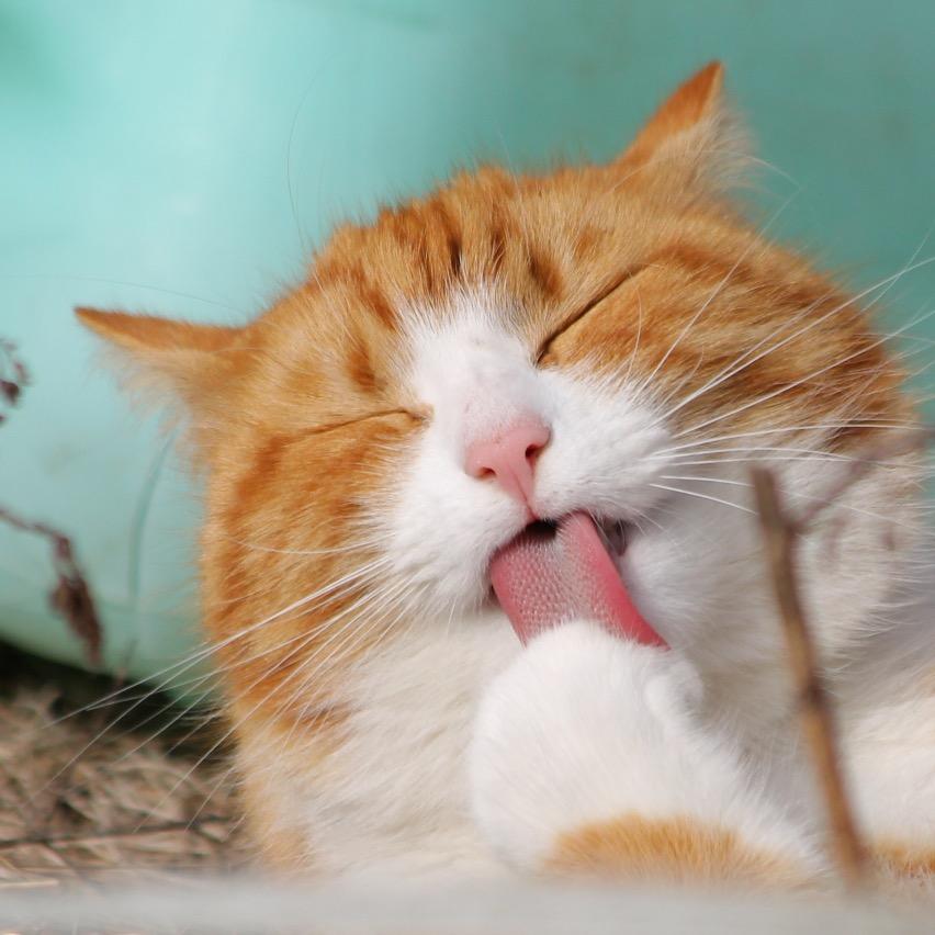 大脸猫✨