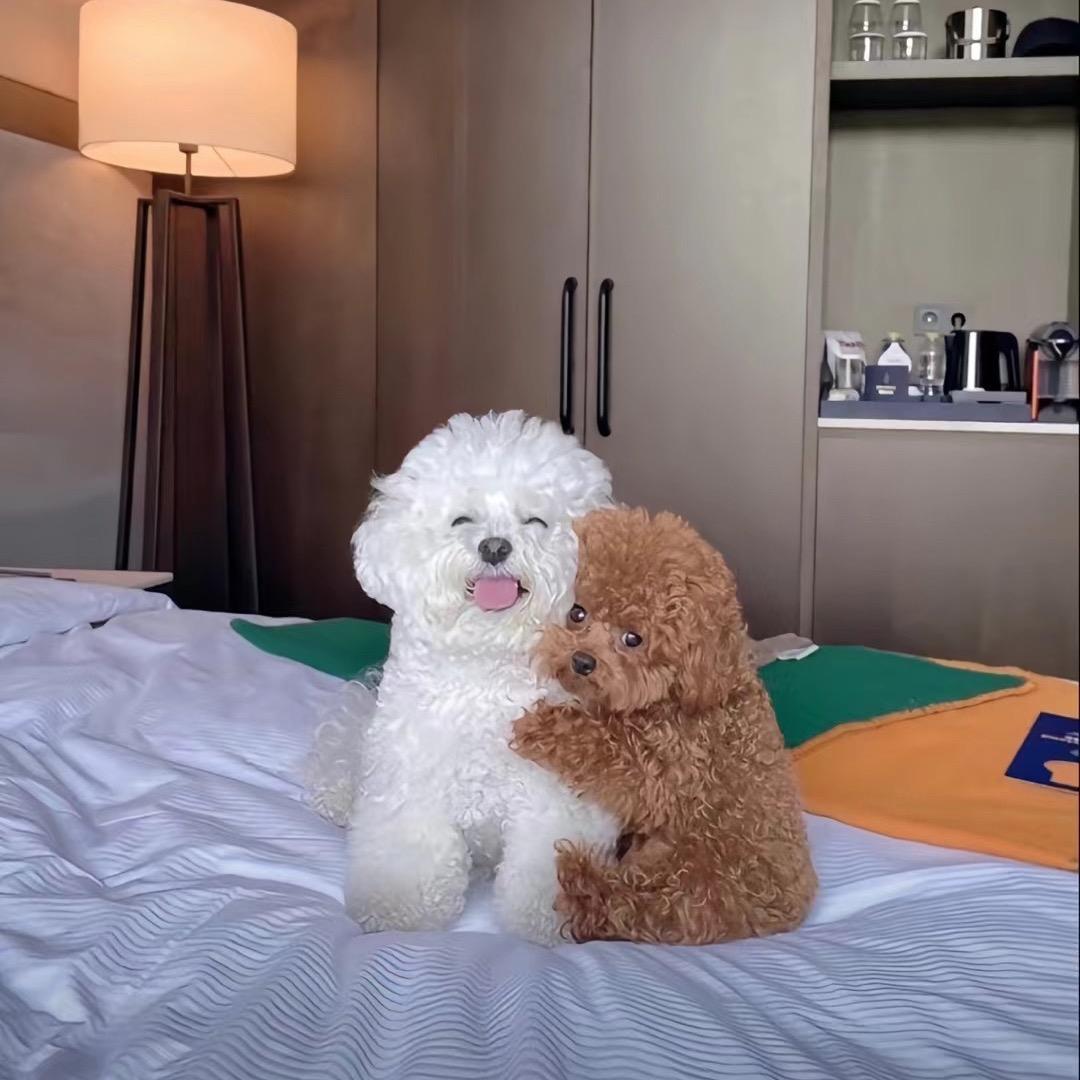 只若初见