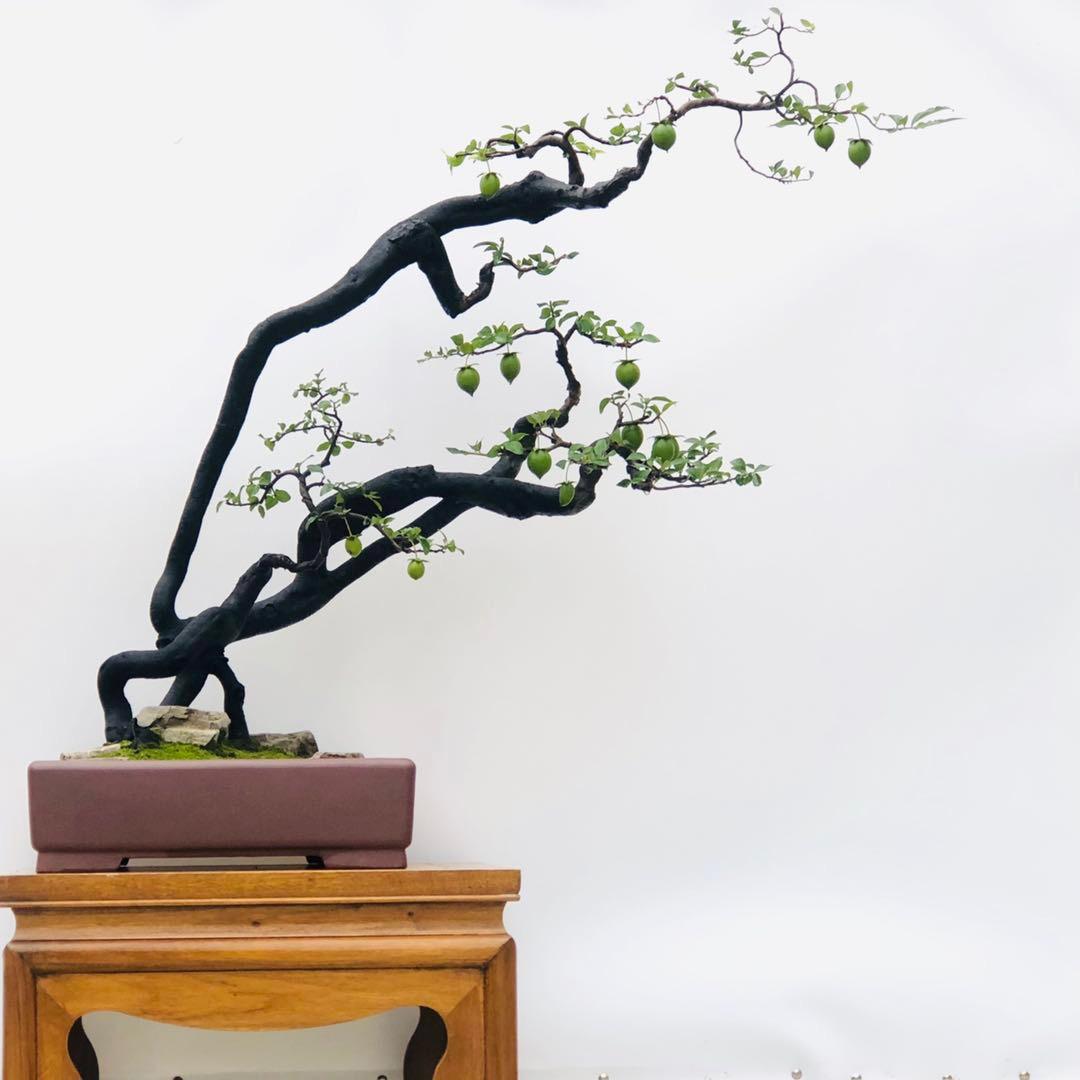 紫色恋