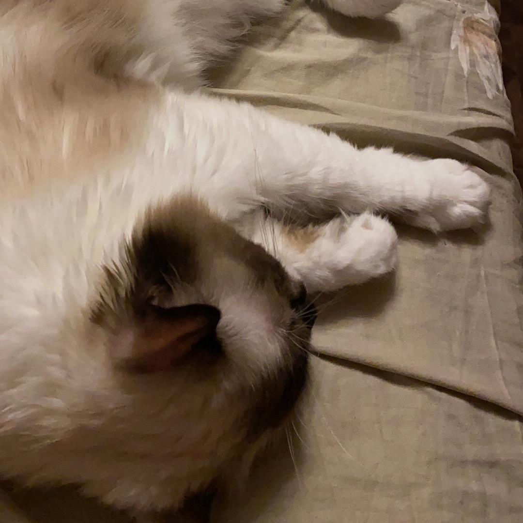 强弟的快乐生活