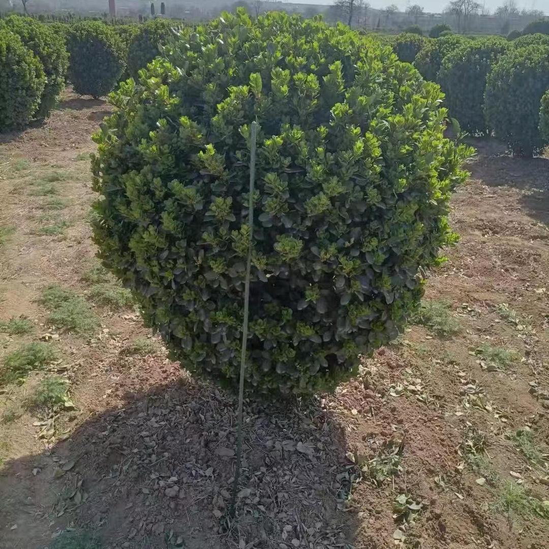 花莱柔花卉精选店