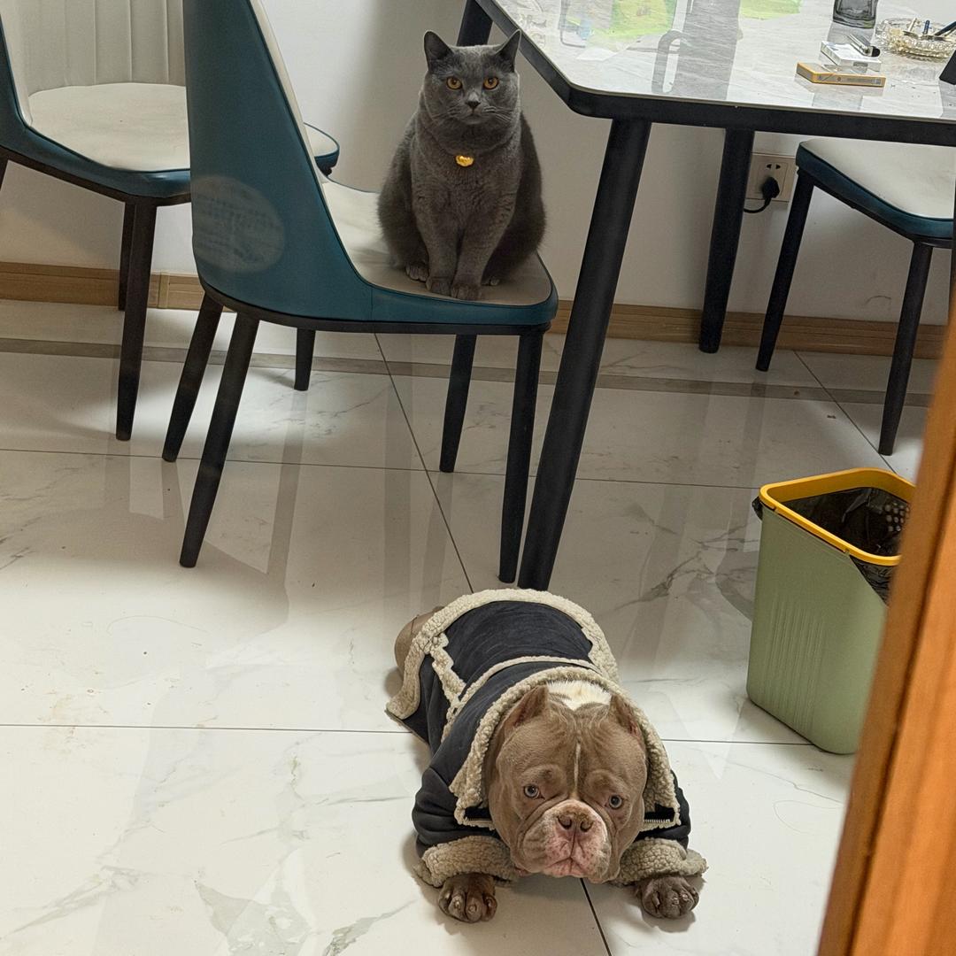 招财和钢镚儿的快乐生活