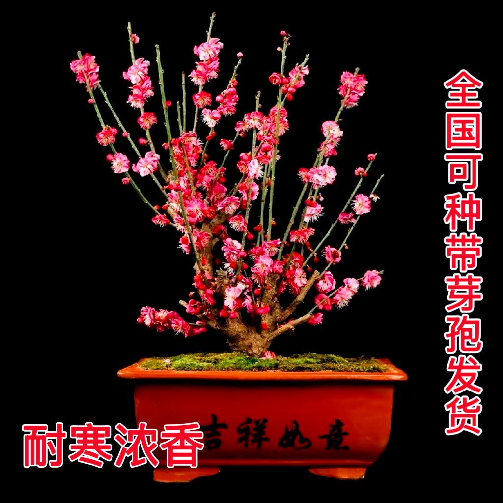 富海果树苗木专营店