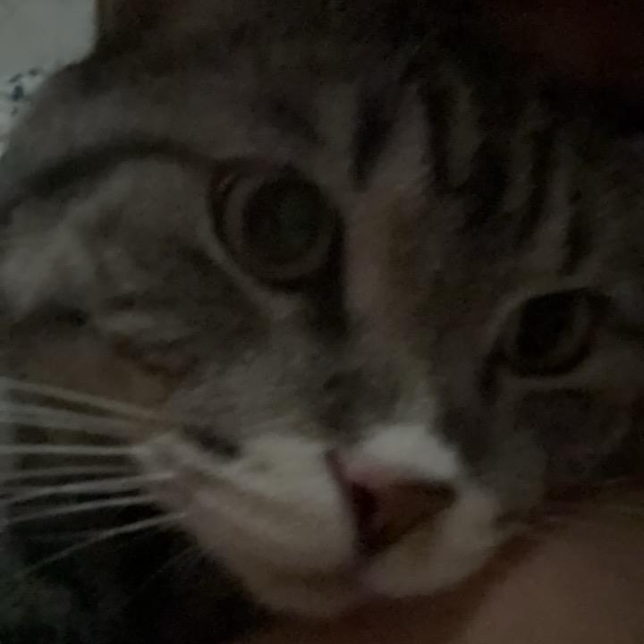 椰子（👀背景）