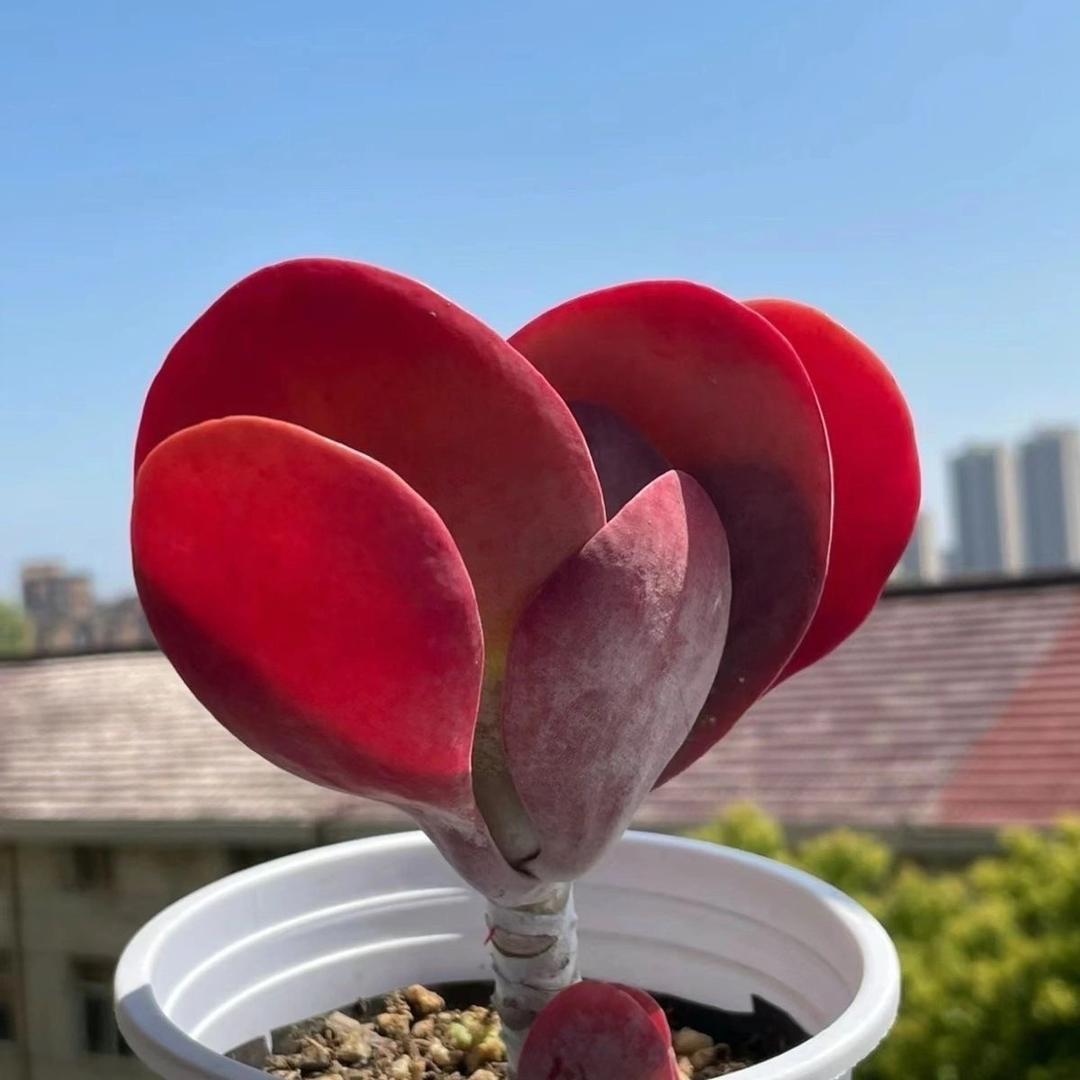 三匹马园艺多肉店